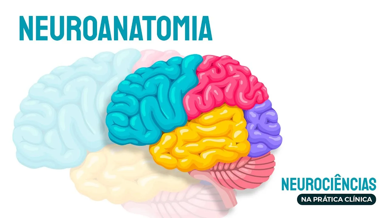 Capa do vídeo: Aula 2: Neuroanatomia
