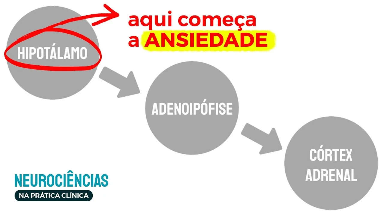 Capa do vídeo: Aula 3: Neurofisiologia